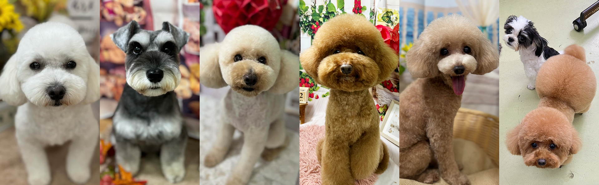 トリミング&ホテル ドッグスタイル